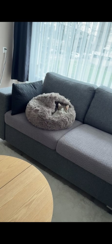 Kat Europese korthaar of huiskat