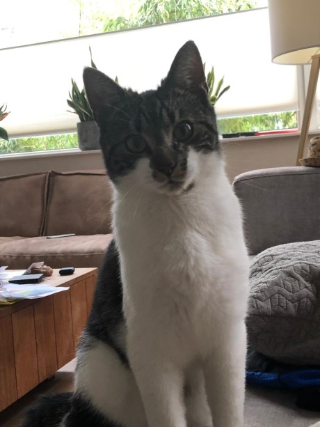 Kat Europese korthaar of huiskat