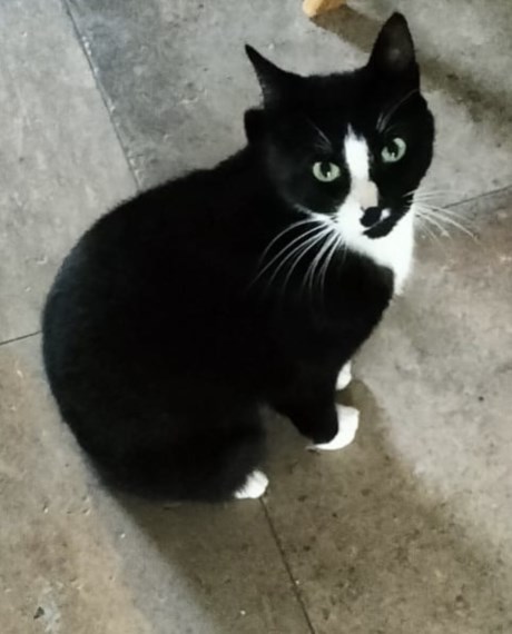 Kat Europese korthaar of huiskat