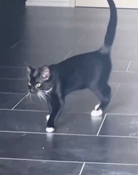 Kat Europese korthaar of huiskat