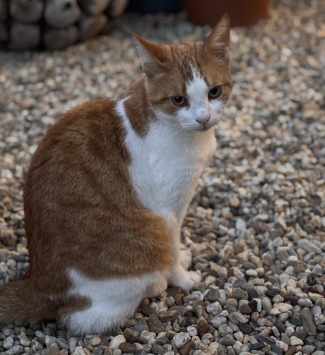 Kat Europese korthaar of huiskat