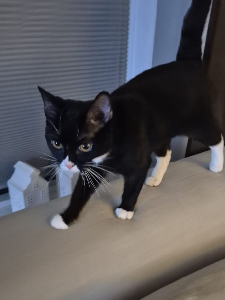 Kat Europese korthaar of huiskat