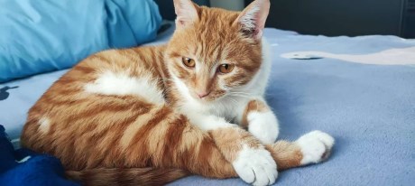 Kat Europese korthaar of huiskat