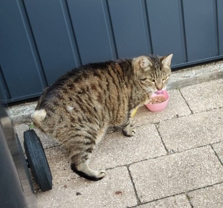 Kat Europese korthaar of huiskat