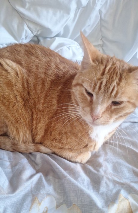 Kat Europese korthaar of huiskat