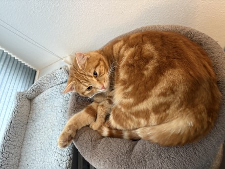 Kat Europese korthaar of huiskat