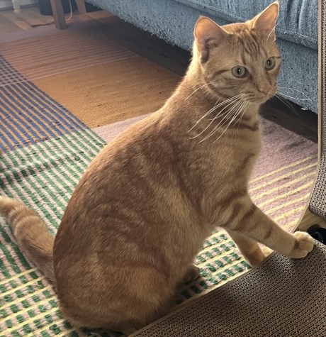 Kat Europese korthaar of huiskat