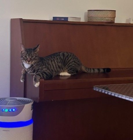 Kat Europese korthaar of huiskat