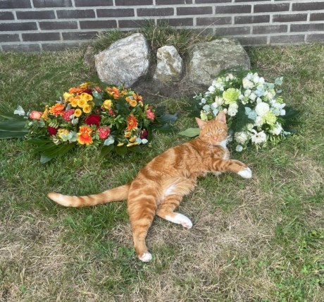 Kat Europese korthaar of huiskat