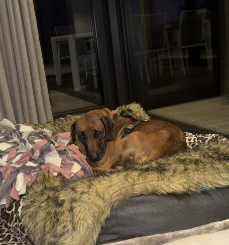 Hond Pronkrug/Rhodesian ridgeback