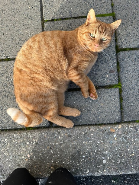 Kat Europese korthaar of huiskat