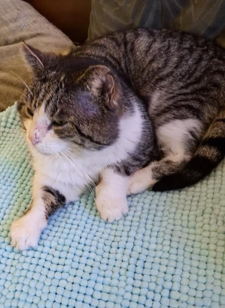 Kat Europese korthaar of huiskat