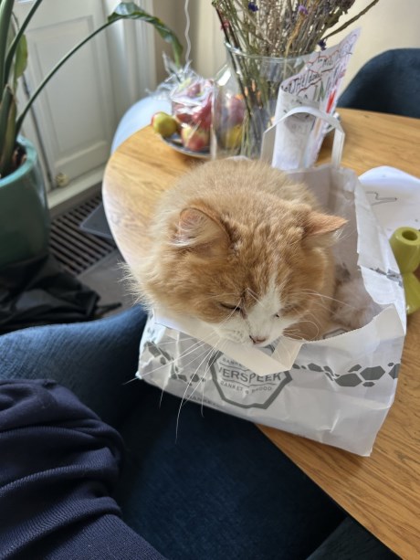 Kat Europese korthaar of huiskat