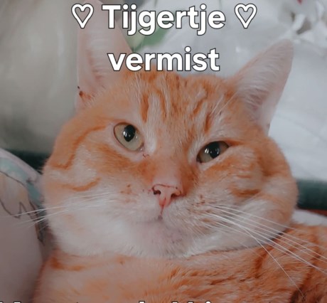 Kat Europese korthaar of huiskat