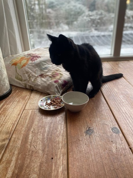 Kat Europese korthaar of huiskat