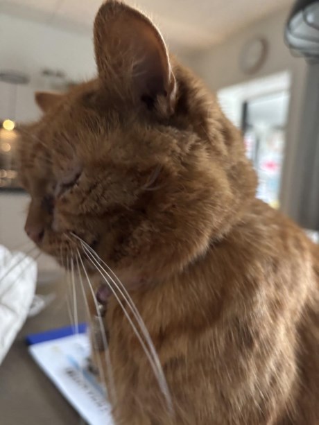 Kat Europese korthaar of huiskat