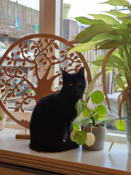 Kat Europese korthaar of huiskat