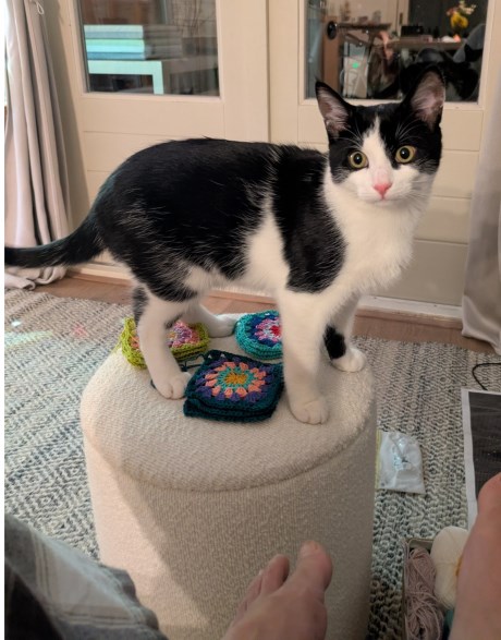 Kat Europese korthaar of huiskat