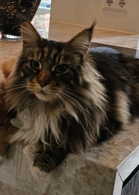 Kat Maine Coon