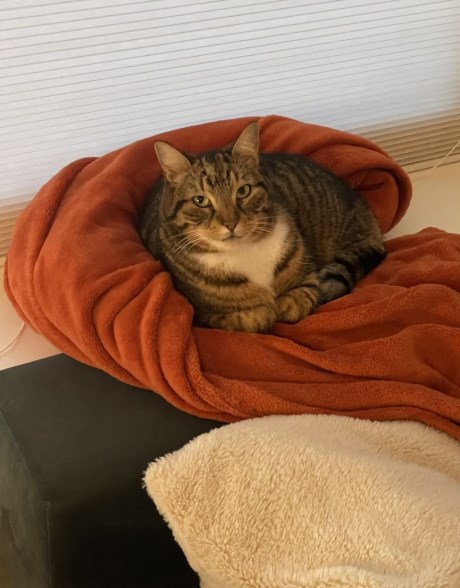 Kat Europese korthaar of huiskat