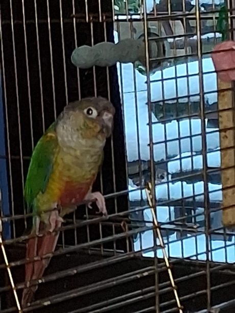 Vogel (Dwerg-)papegaai