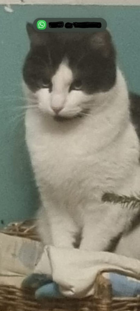 Kat Europese korthaar of huiskat