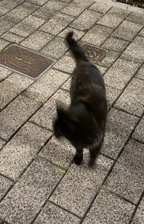 Kat Europese korthaar of huiskat