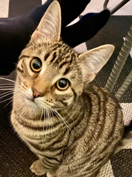 Kat Europese korthaar of huiskat