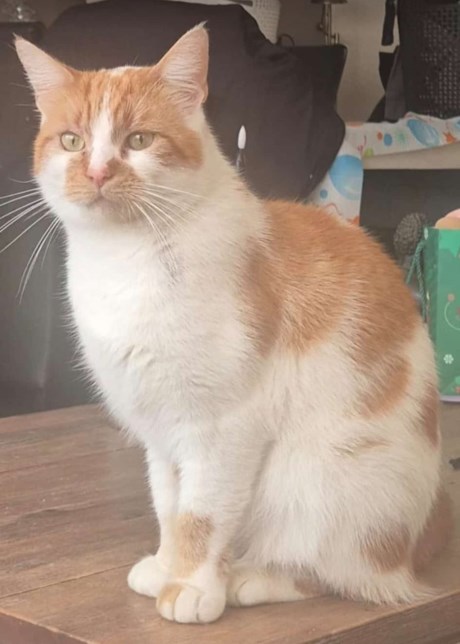 Kat Europese korthaar of huiskat