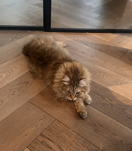 Kat Boskat/Siberisch