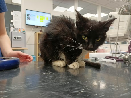 Kat Europese korthaar of huiskat