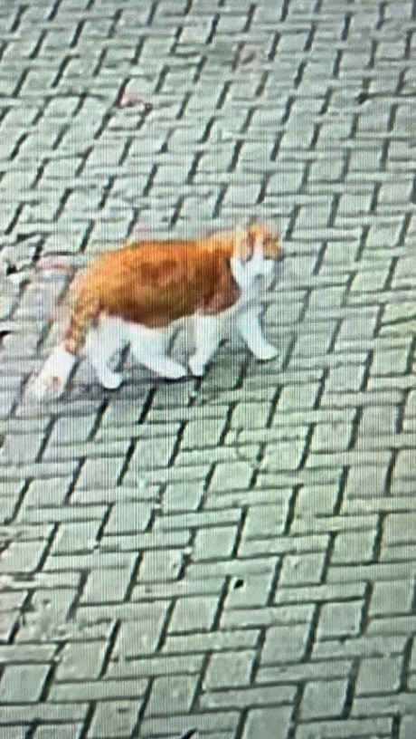 Kat Europese korthaar of huiskat