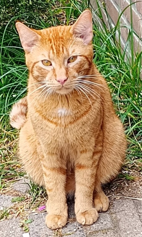 Kat Europese korthaar of huiskat