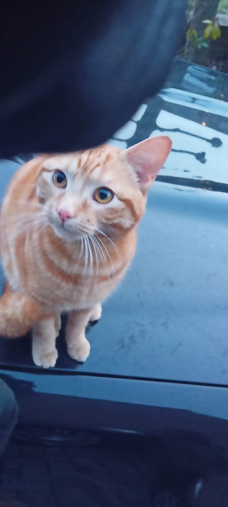 Kat Europese korthaar of huiskat