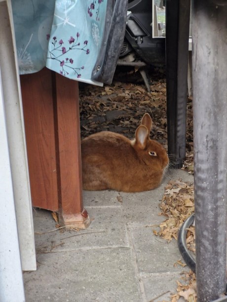 Knaagdier / Haasachtige Konijn