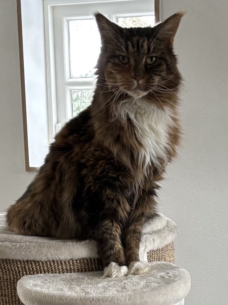 Kat Maine Coon
