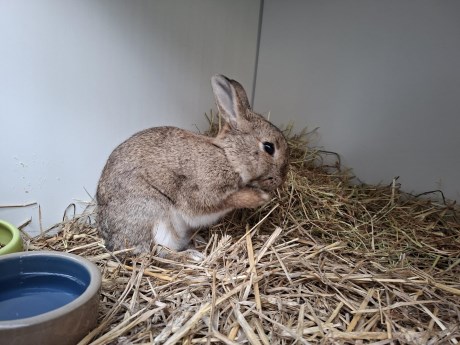 Knaagdier / Haasachtige Konijn