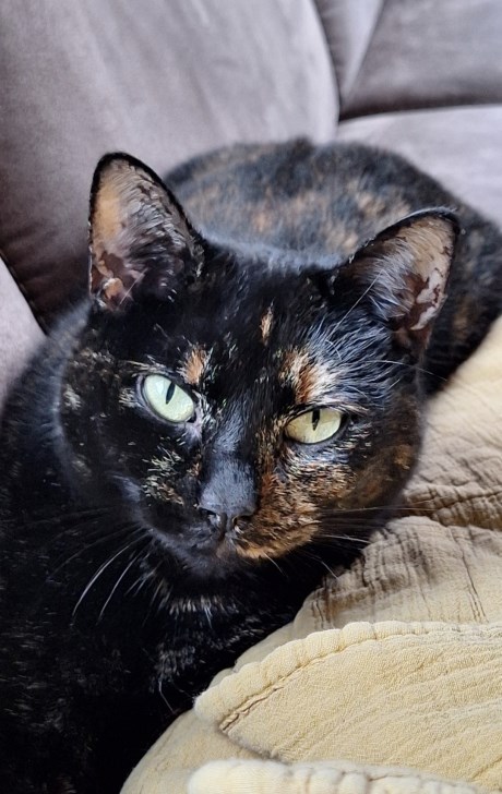 Kat Europese korthaar of huiskat