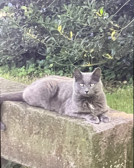 Kat Europese korthaar of huiskat