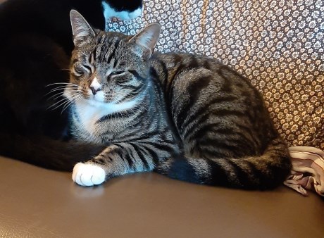 Kat Europese korthaar of huiskat