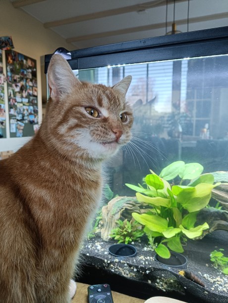 Kat Europese korthaar of huiskat