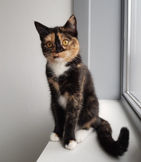 Kat Europese korthaar of huiskat