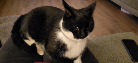 Kat Europese korthaar of huiskat