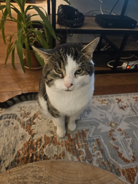 Kat Europese korthaar of huiskat