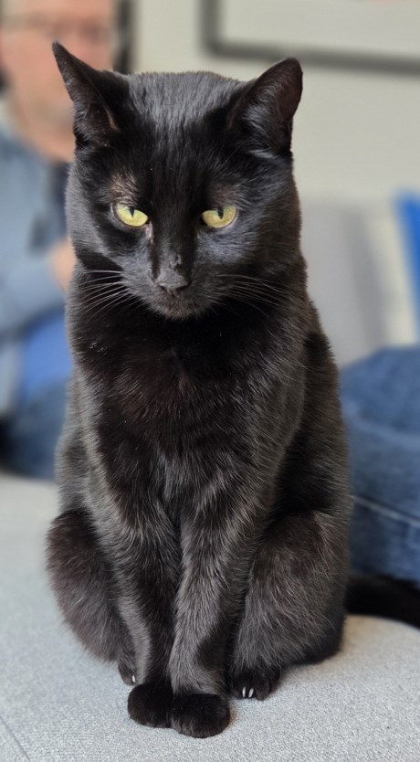 Kat Europese korthaar of huiskat