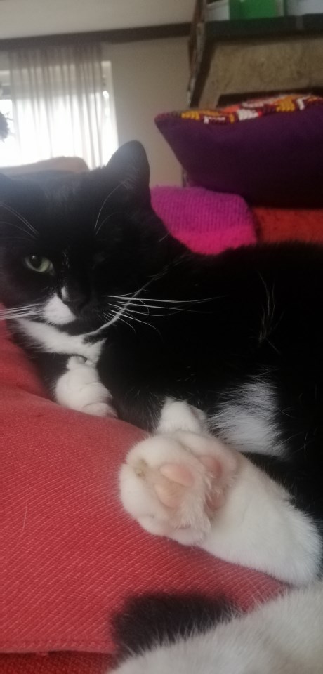 Kat Europese korthaar of huiskat