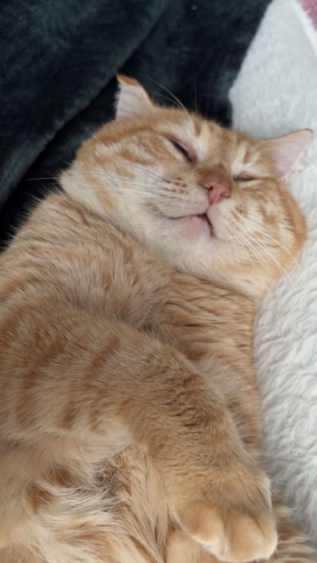 Kat Europese korthaar of huiskat