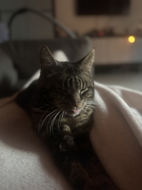 Kat Europese korthaar of huiskat