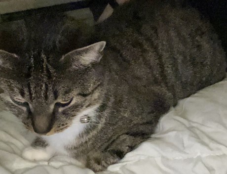 Kat Europese korthaar of huiskat