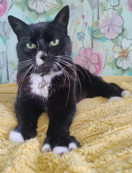 Kat Europese korthaar of huiskat